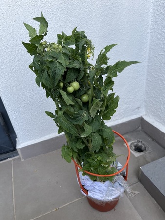Tomato plant